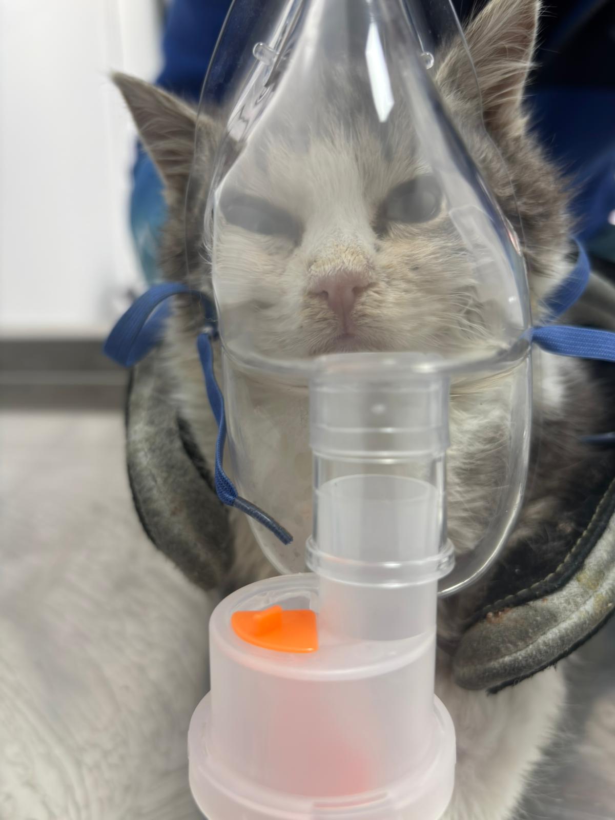 Sam-Vet Veteriner Kliniği görseli 6